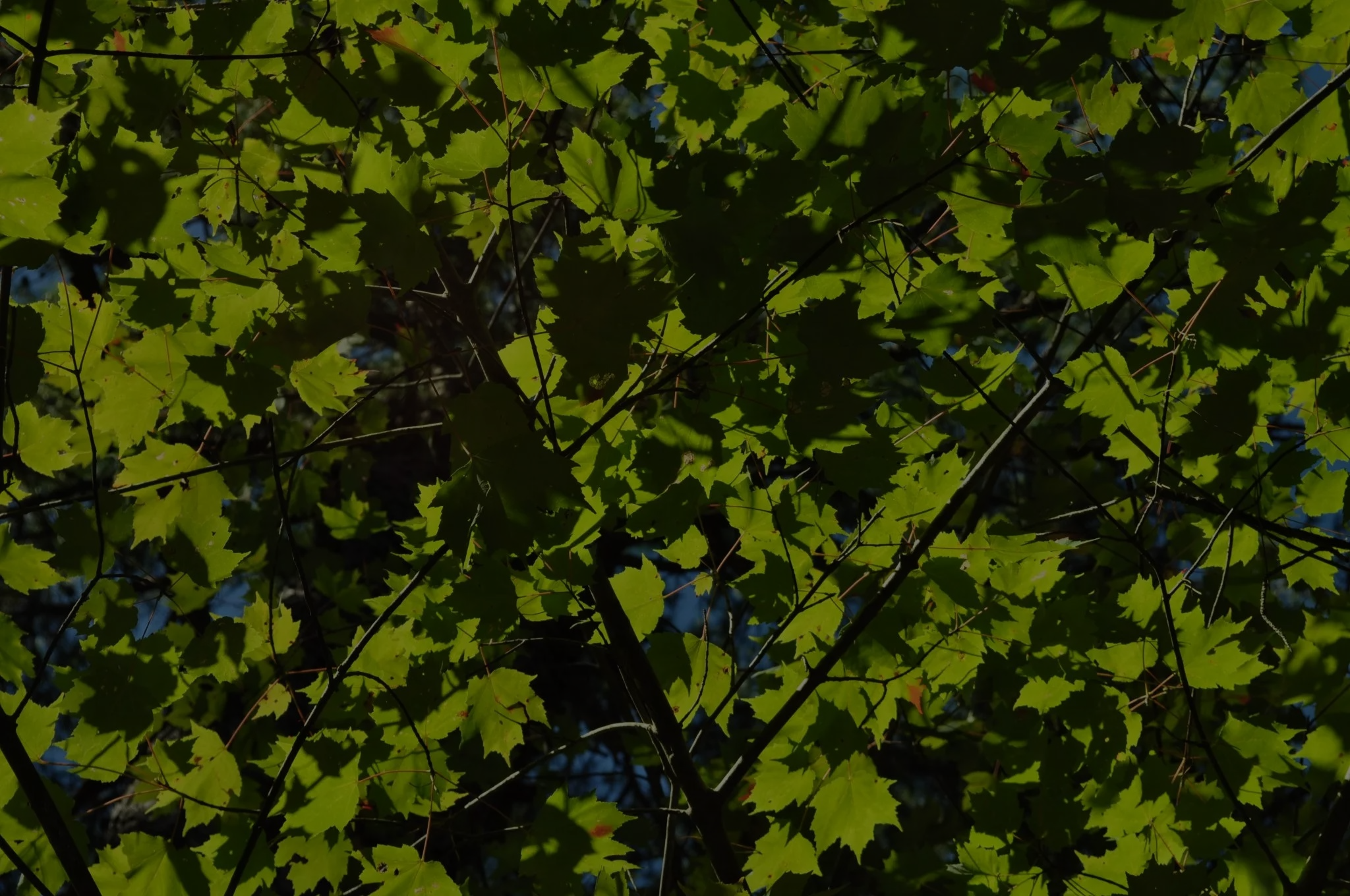 Summer Staff Job Description